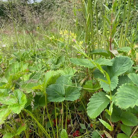 And Cozy Family House At Center Villa