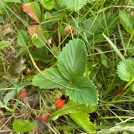 Villa And Cozy Family House At Center