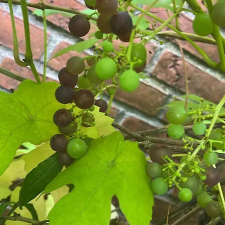 And Cozy Family House At Center Villa