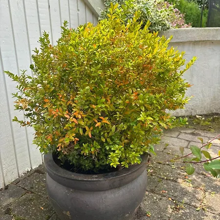 Villa And Cozy Family House At Center *